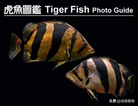 銀虎魚|5種國際承認的虎魚種類，虎魚圖鑑及分布